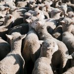 10 Advantages of Rural Life: Exploring the Benefits of Living Outside the City