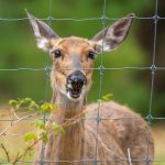 The Economic Impact of Deer Hunting Season: Boosting the Country's Bottom Line