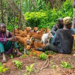 The Ultimate Guide to the Top 20 Hunting Dogs Breeds in Rural America
