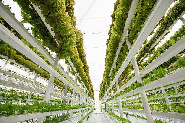 Growing Up: Exploring the Pros and Cons of Vertical Farming