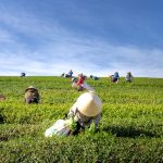 Exploration of Rural King Farms And Development In America