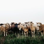 Southern Rural Life Insurance Careers and Economic Development
