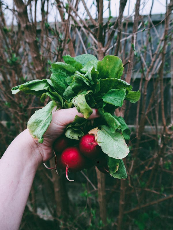 7 Benefits of Mixed Crop Farming You Should Know