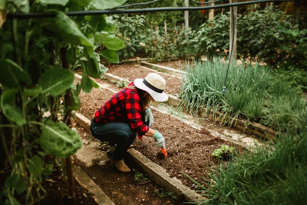 7 Benefits of Mixed Crop Farming You Should Know